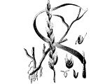 Tares, Bearded Darnel (Lolium temulentum)